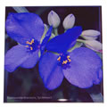 spiderwort tile 0575.jpg
